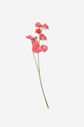 Sweetpea Spray - Salmon