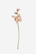 Sweetpea Spray - Peach
