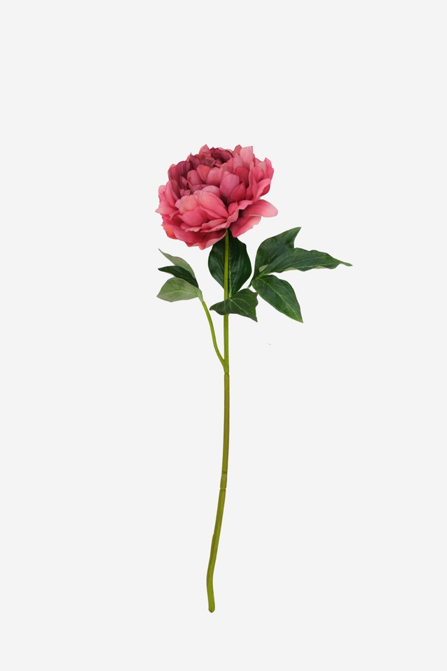 Blooming Peony - Coral