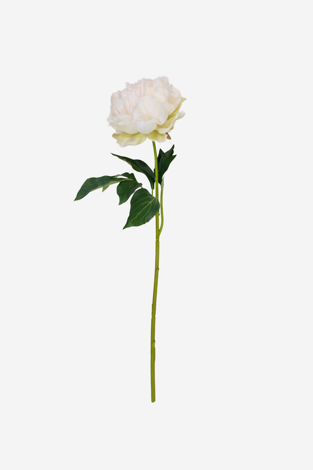 Blooming Peony - Soft Pink