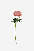 Blooming Peony - Vintage Pink