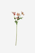 Full Bloom Christmas Rose - Salmon