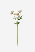 Full Bloom Christmas Rose - Peach