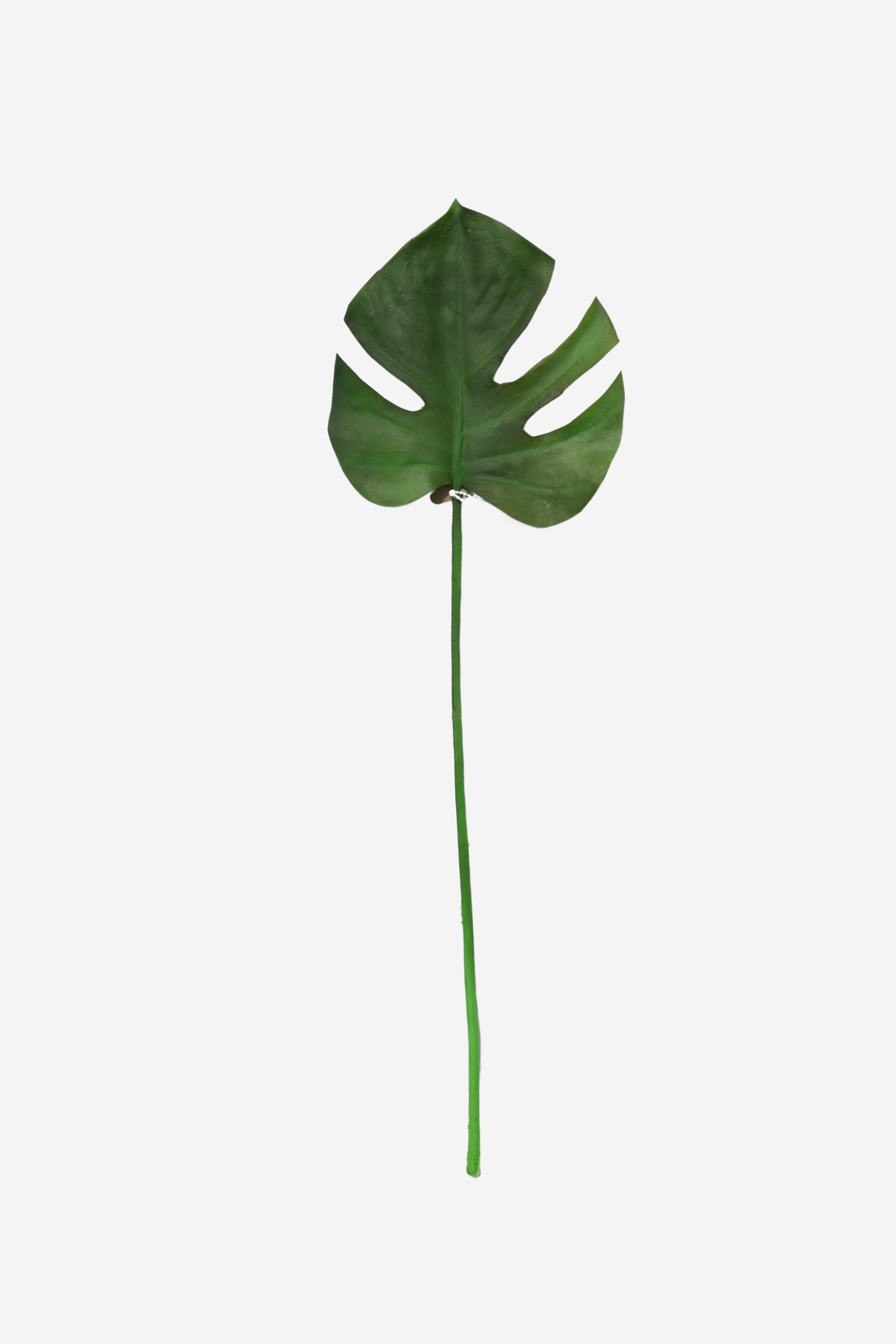 Monstera Leaf - Medium