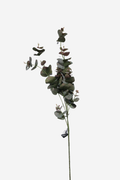 Budding Gum - Medium