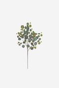 Tall Eucalyptus Populas Spray – Green