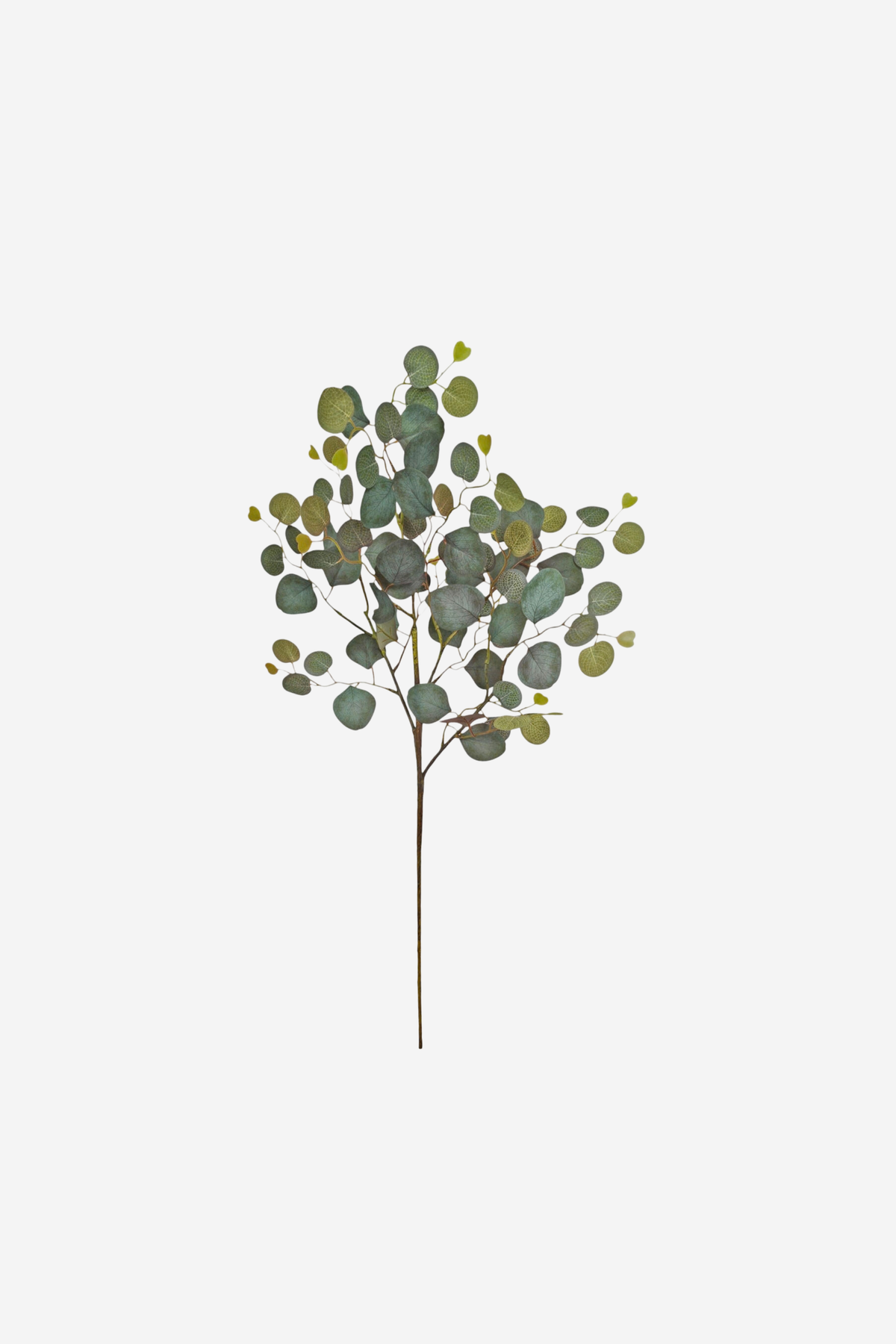 Tall Eucalyptus Populas Spray – Green