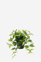Potted Wandering Dew Bush - Green/White
