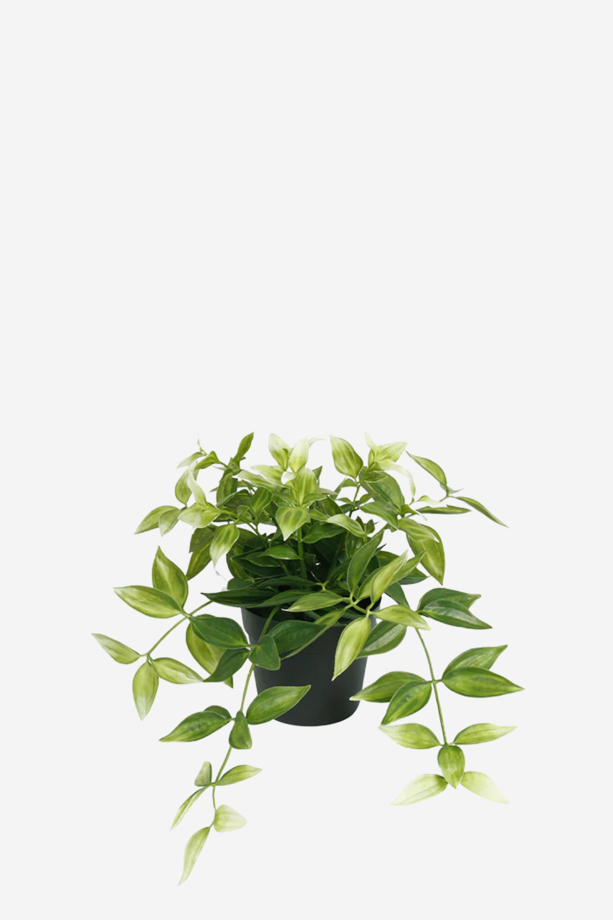 Potted Wandering Dew Bush - Green/White