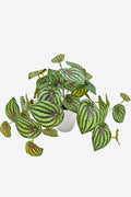 Peperomia Watermelon Real Touch Pot