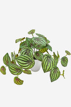 Peperomia Watermelon Real Touch Pot