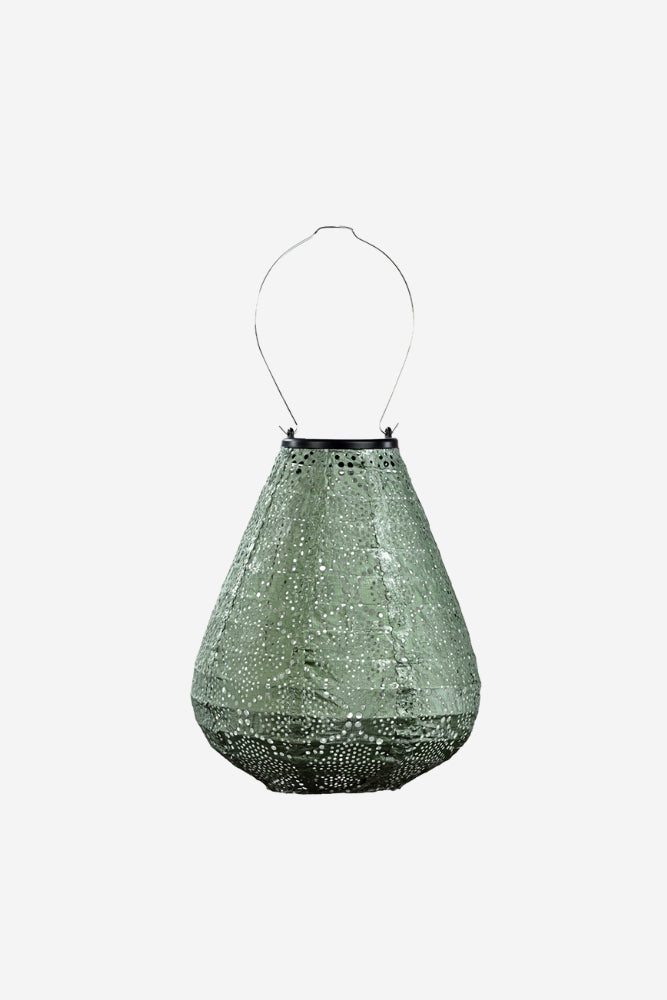 Lantern Tulip 20cm