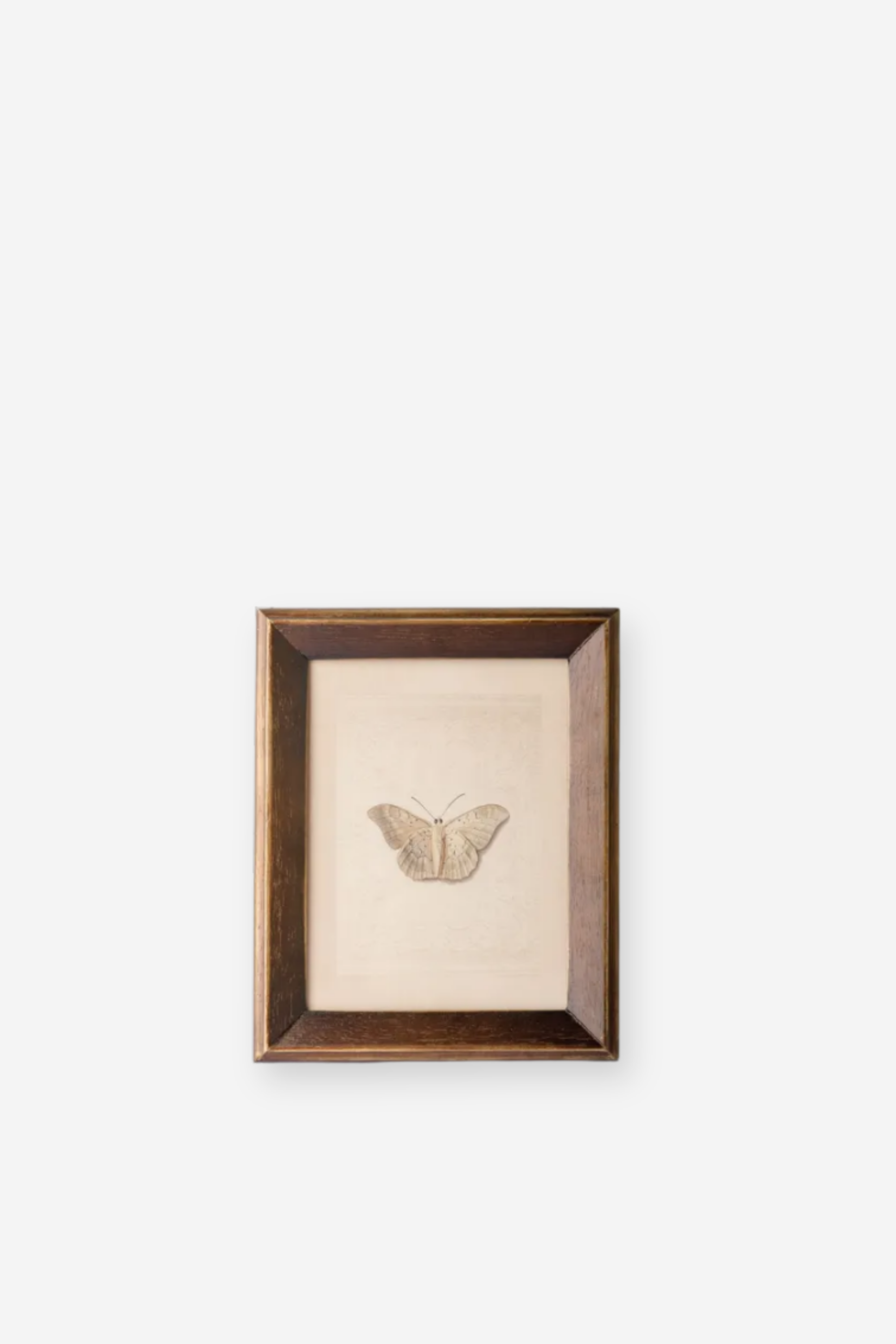 Butterfly Study Wall Art