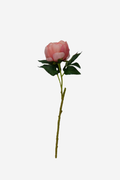 Opening Peony - Blush