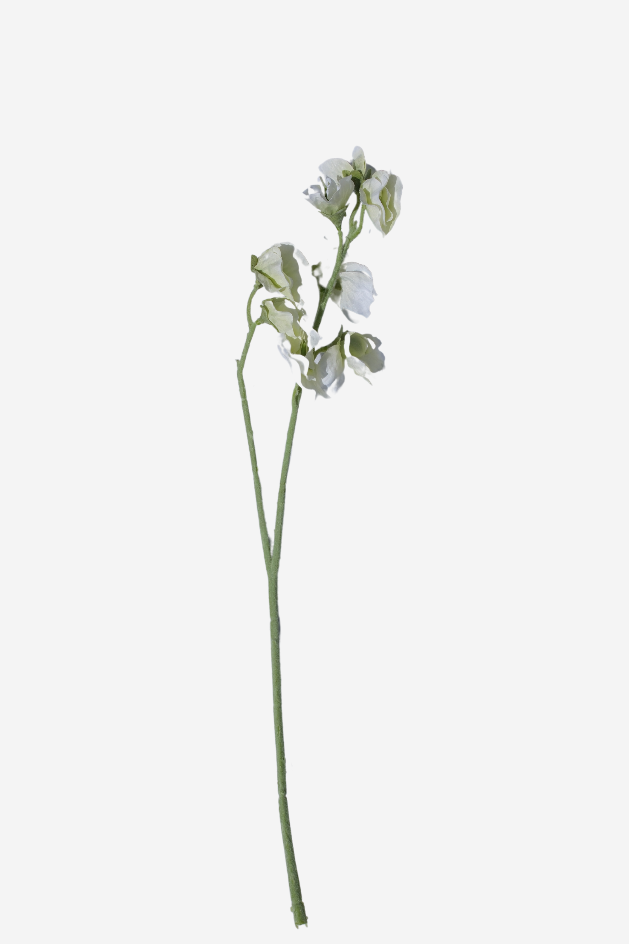 Sweetpea Spray