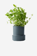 Self Watering Pot