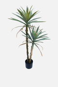 Draceana with Two Heads