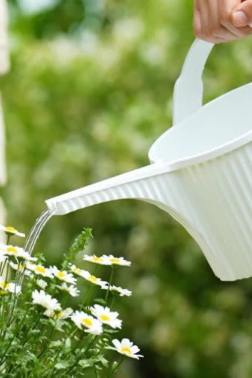 Beetle Watering Can