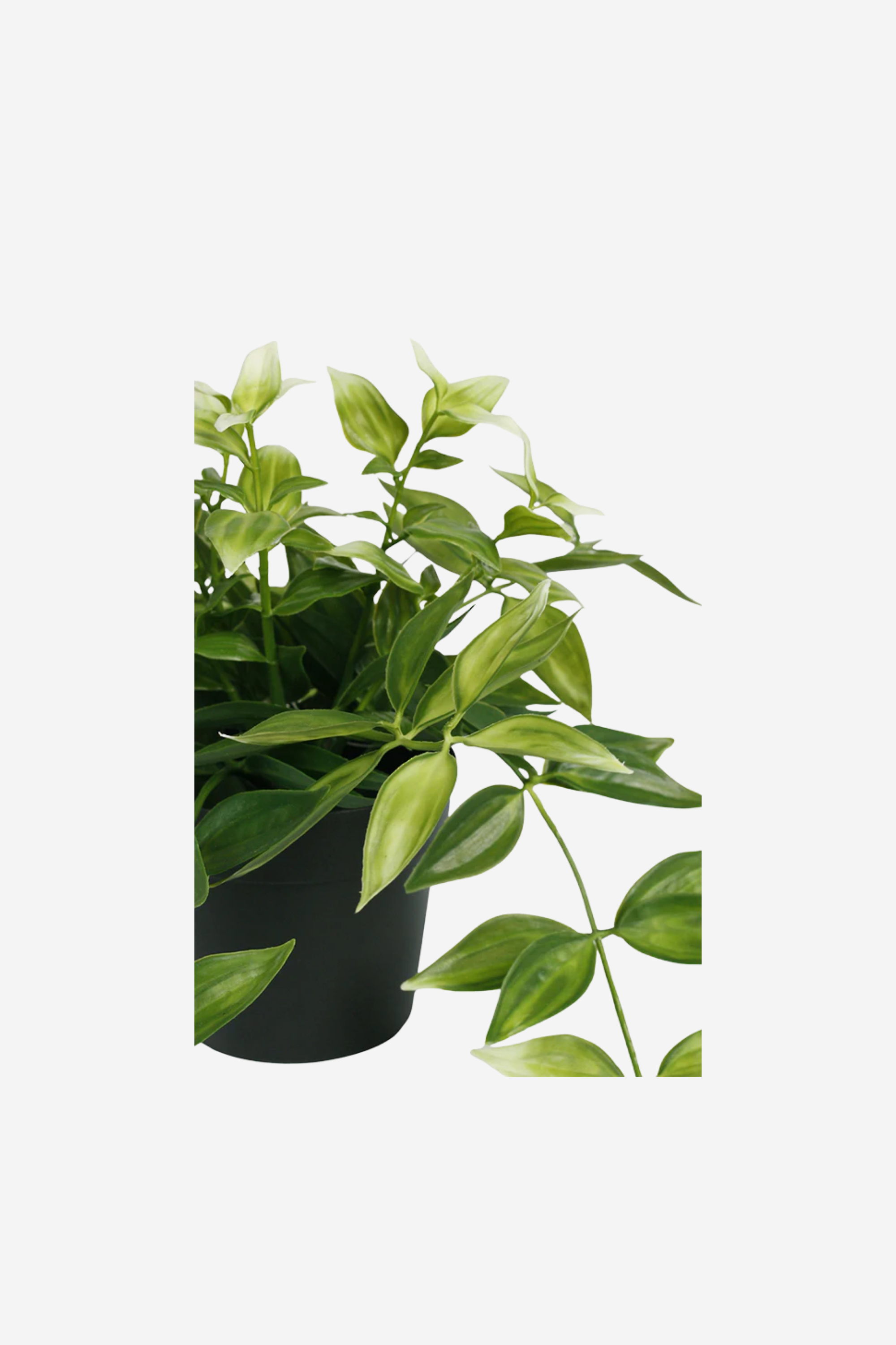 Potted Wandering Dew Bush - Green/White