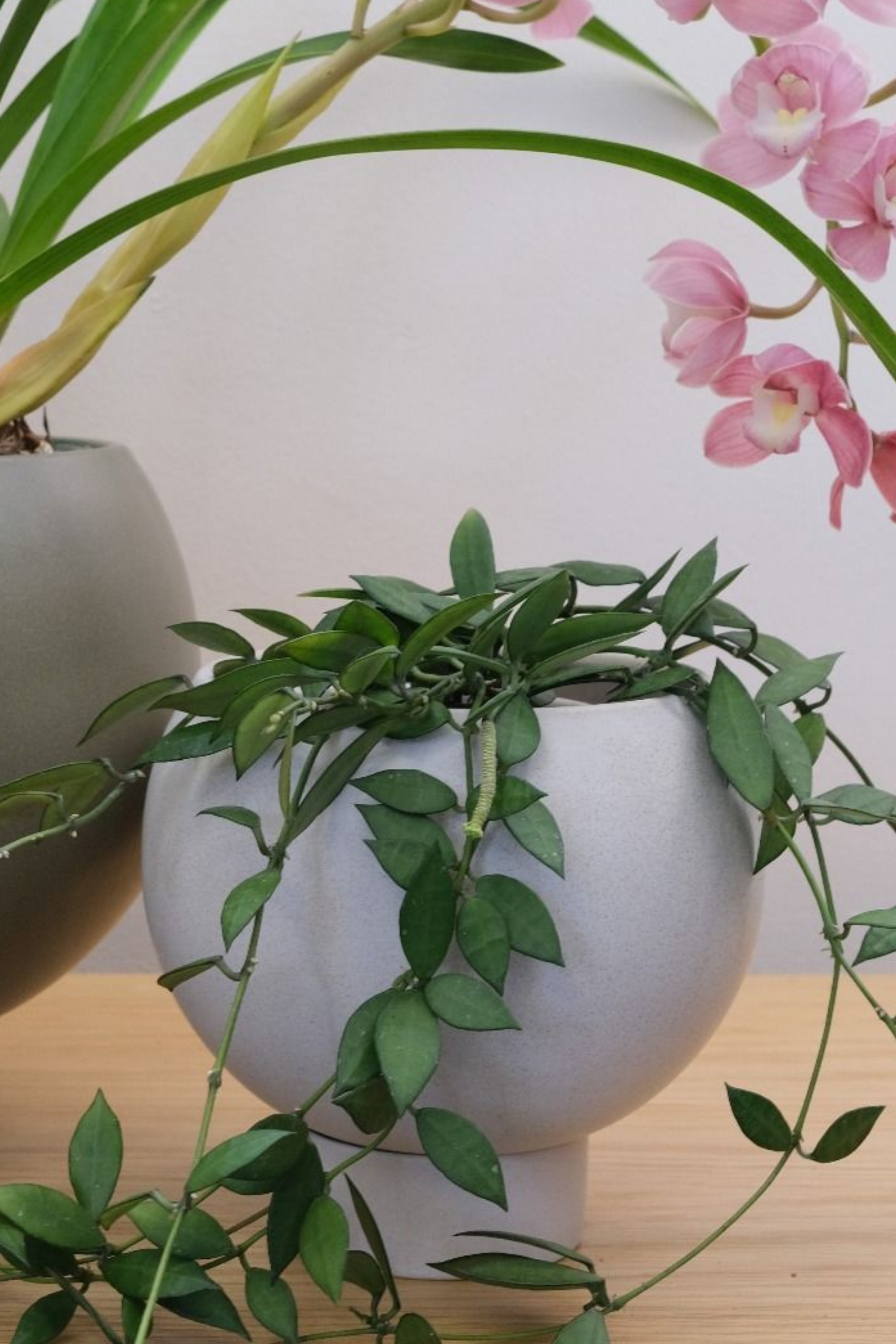 Orbit Plant Pot - Medium