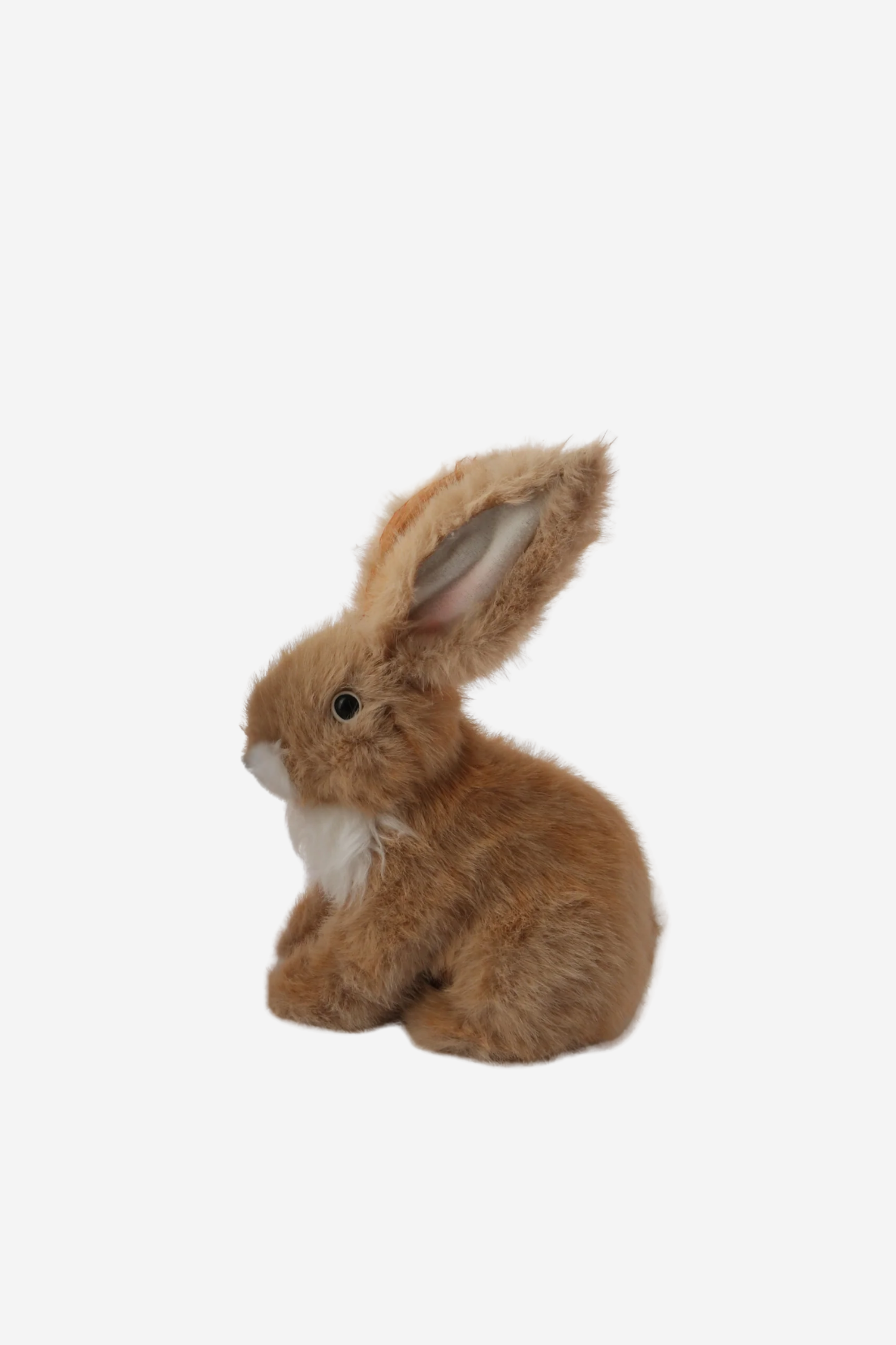 Oxford Bunnies