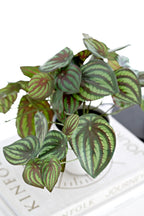 Peperomia Watermelon Real Touch Pot