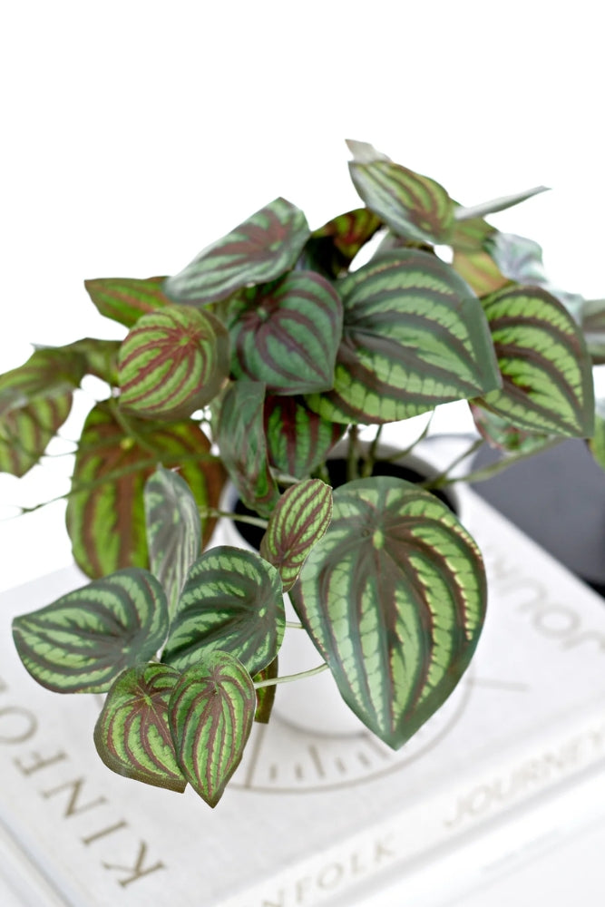 Peperomia Watermelon Real Touch Pot