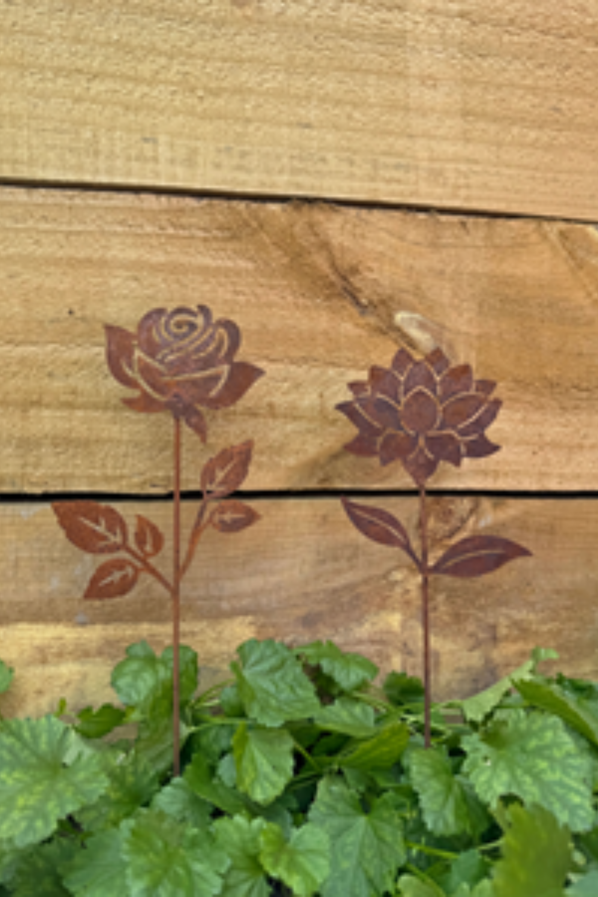 Garden Decoration - Dahlia