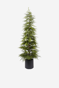 Soft Pine Tree Potted