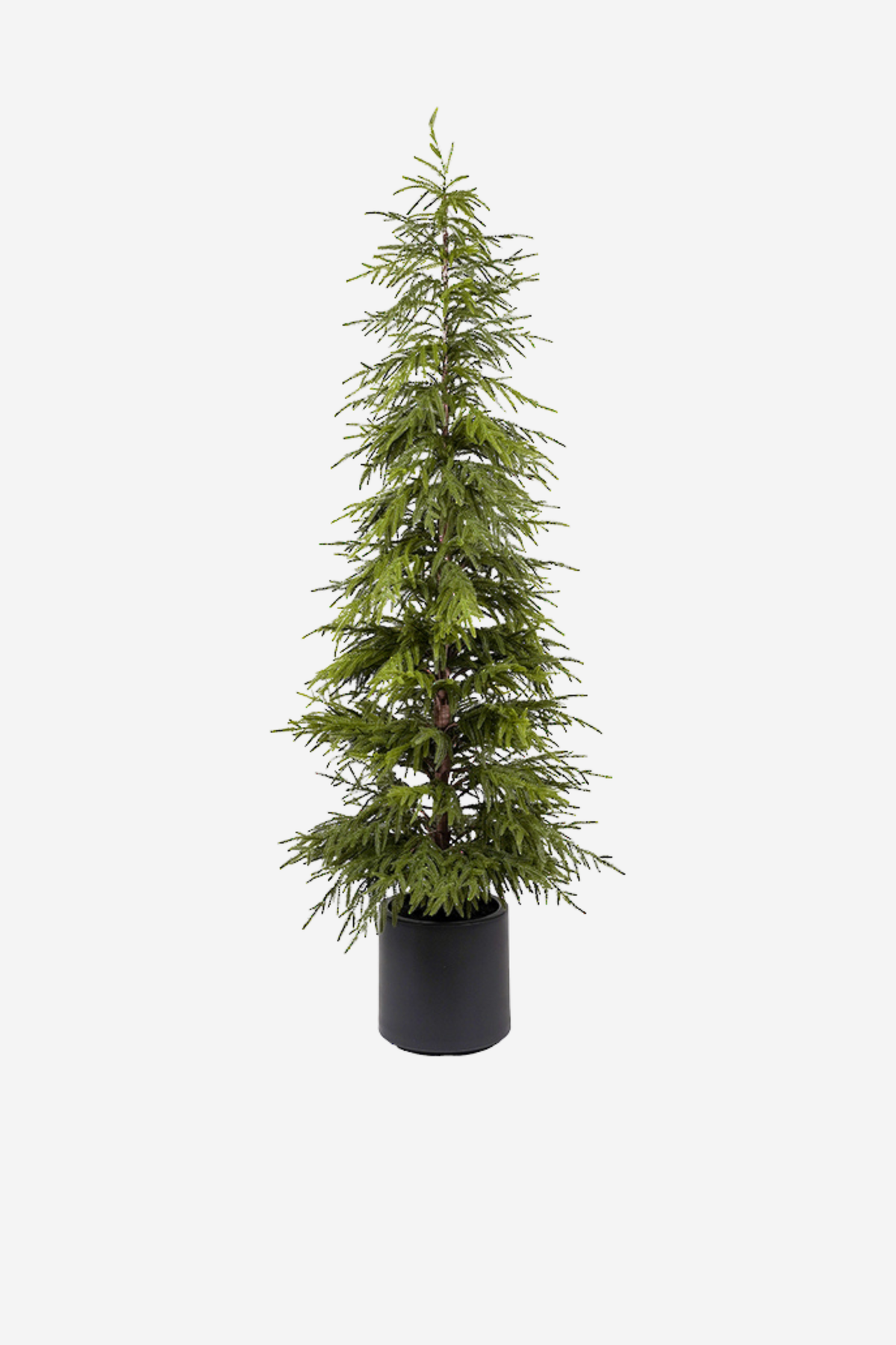 Soft Pine Tree Potted