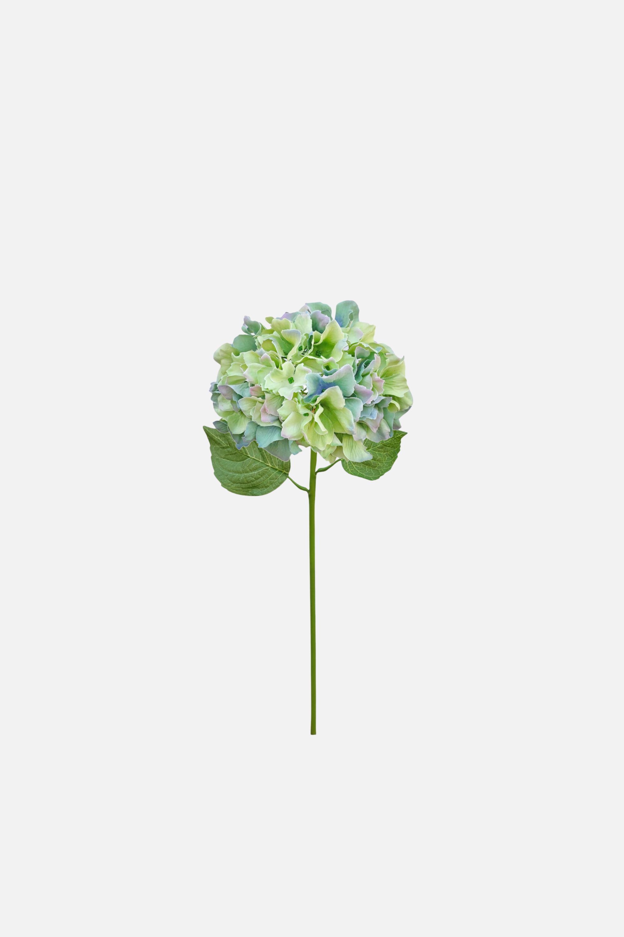 Italian Hydrangea – Aqua