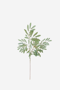 Ruscus Leaf - Grey Green