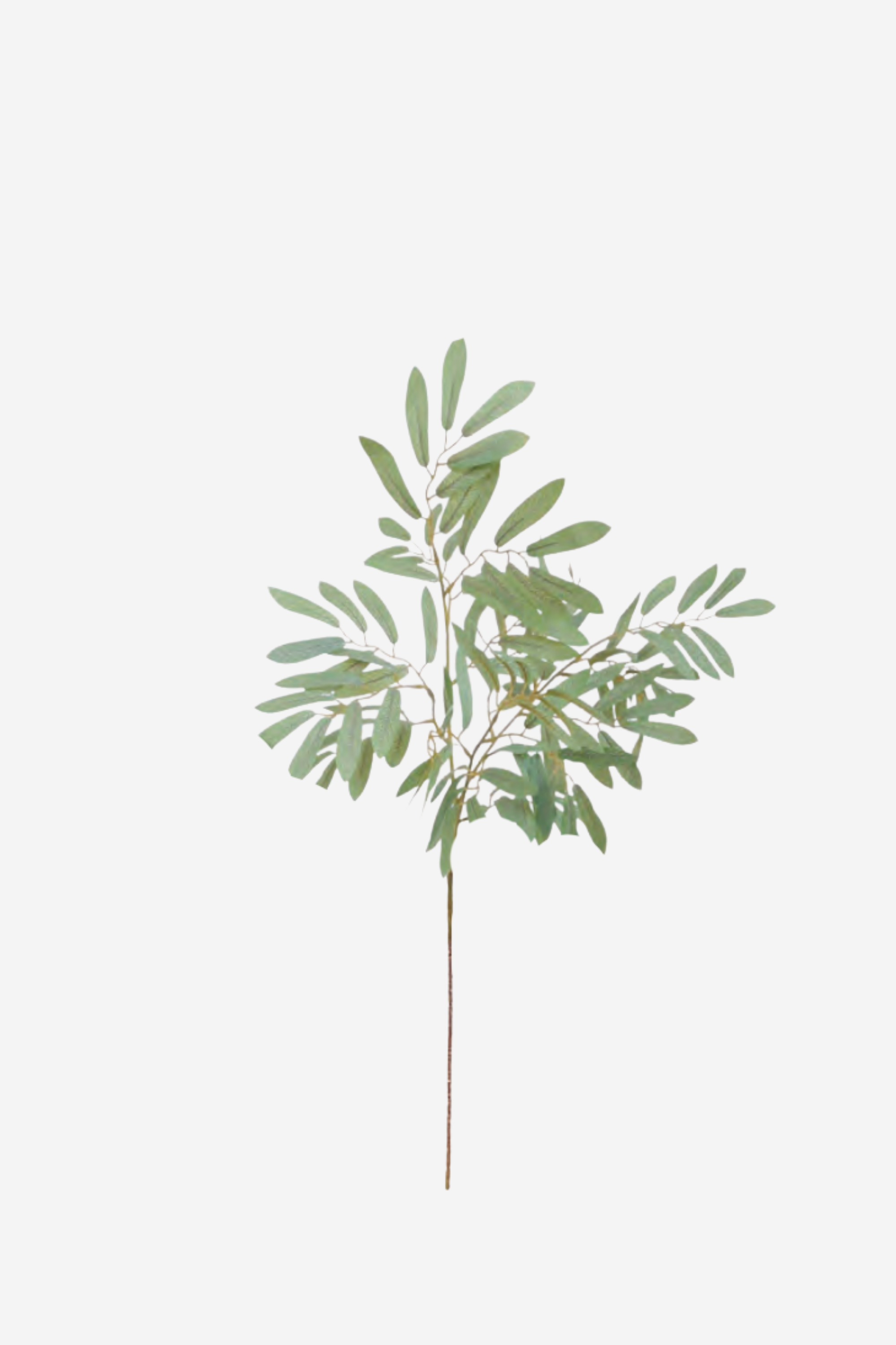 Ruscus Leaf - Grey Green