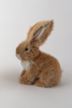 Oxford Bunnies