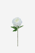 Royal Peony - White