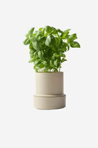 Self Watering Pot