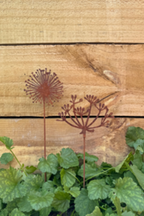 Garden Decoration - Agapanthus