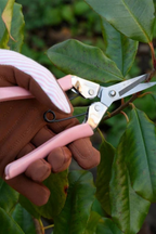 Collectors Snips Fruit and Flowers - Blush