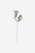 Lambs Ear Spray