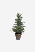 Potted Cyprus Tree With Snow - Large