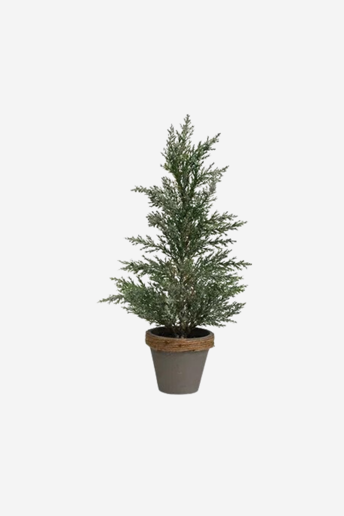 Potted Cyprus Tree With Snow - Large