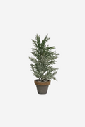 Potted Cyprus Tree With Snow - Small