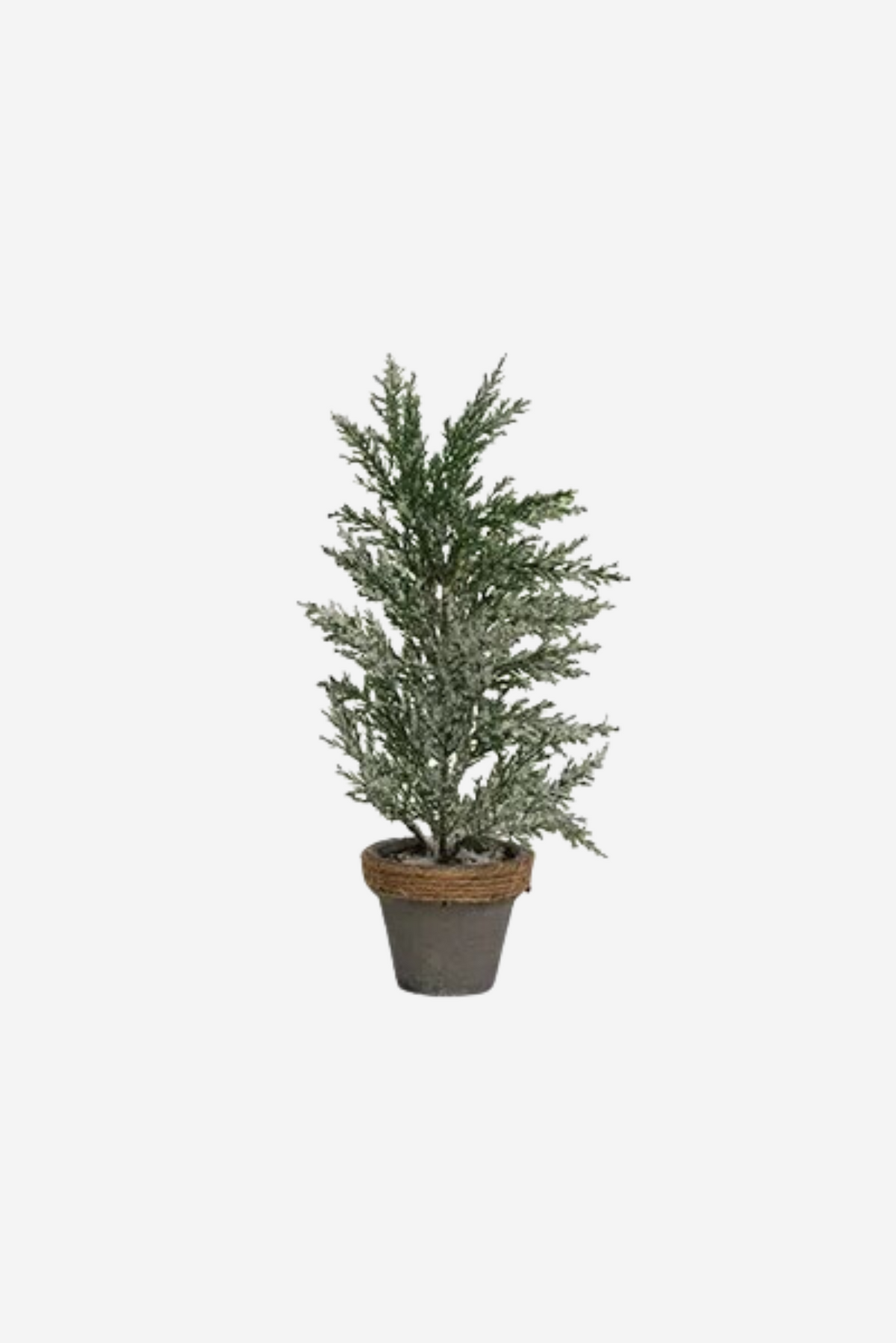 Potted Cyprus Tree With Snow - Small