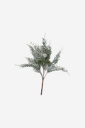 Frosted Cypress Bush With Pods