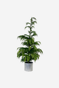 Weeping Cedar Potted - 1.2m