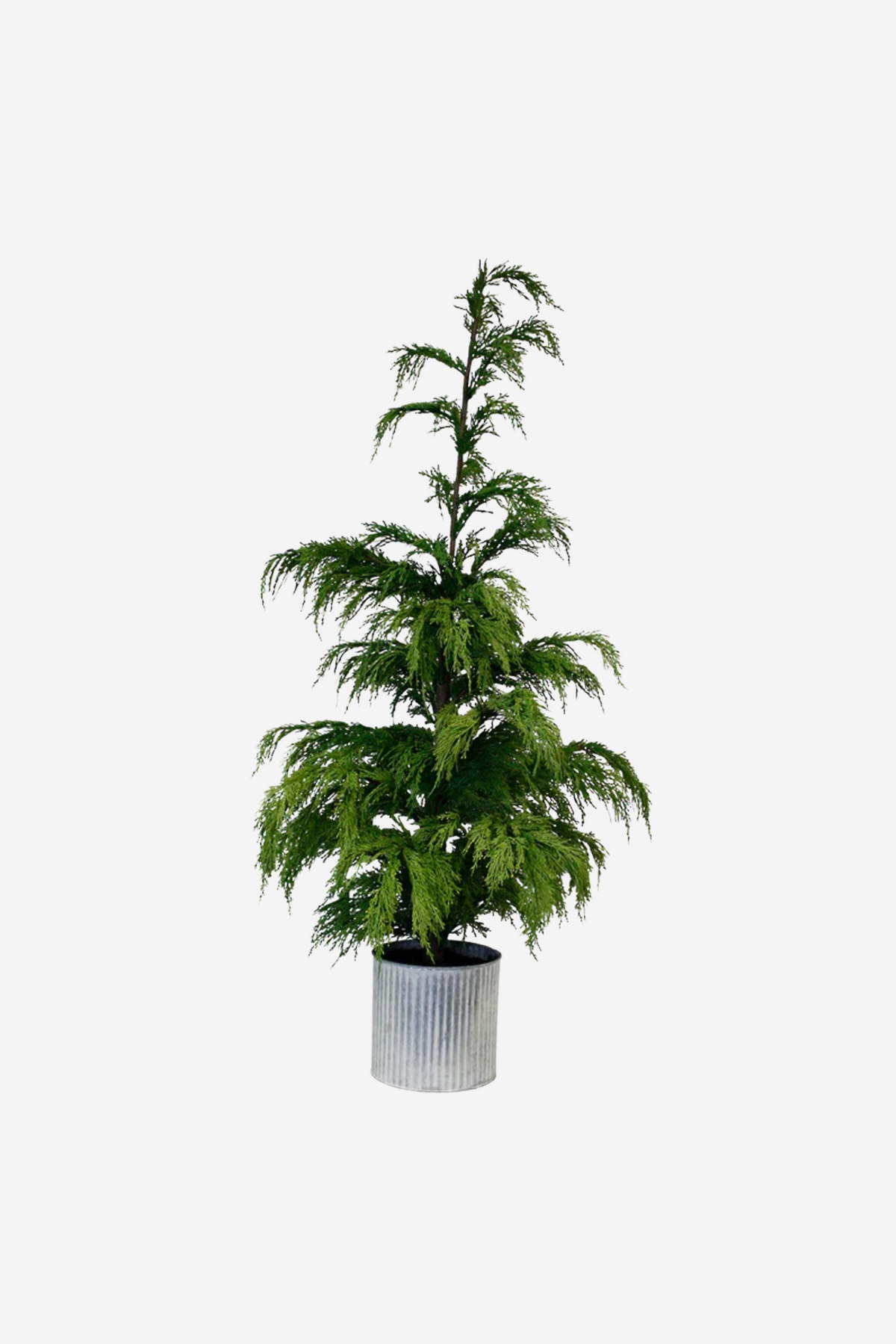 Weeping Cedar Potted - 1.2m