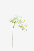 Large Moth Orchid - Natural Touch