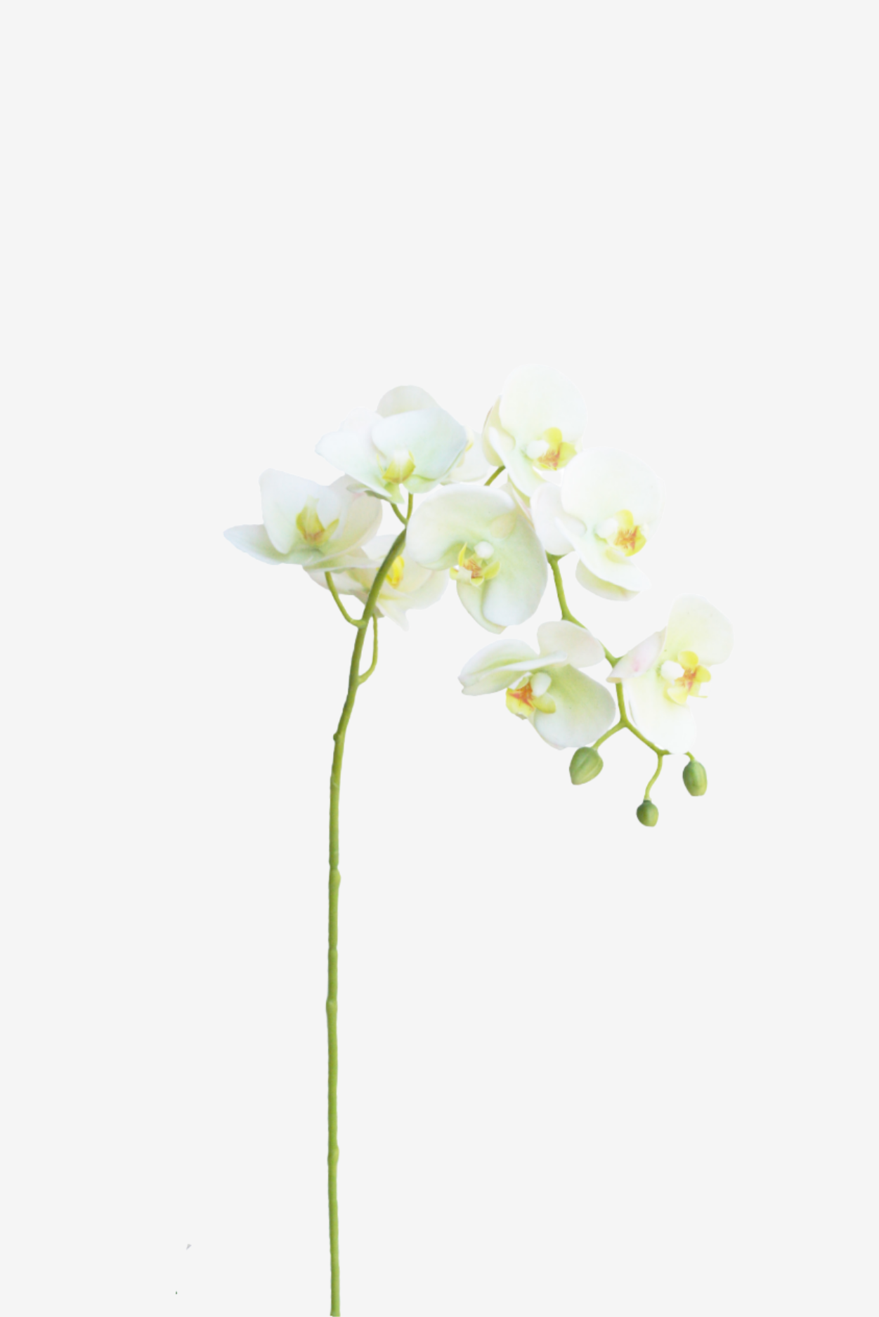 Large Moth Orchid - Natural Touch