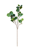 Eucalyptus Radiata