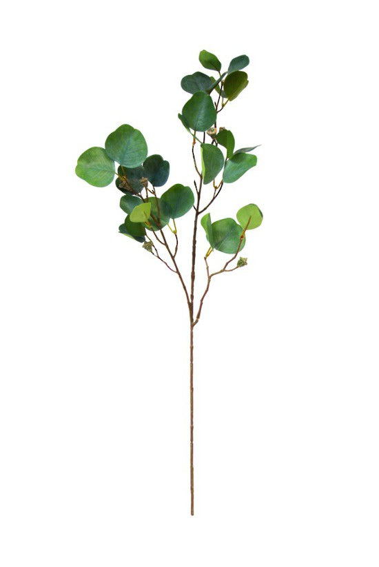 Eucalyptus Radiata